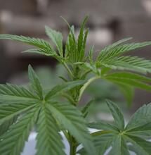 Pre-Flowering 101: Identifying & Steering Plant Sex 