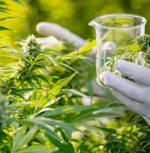 Cannabis terapeutica: GW Pharmaceuticals annuncia l'apertura della sede in Italia