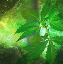 What is terroir and how it has impacted cannabis? 