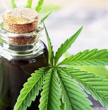 Cannabis thérapeutique: les leçons canadiennes