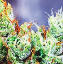 Burgemeester bederft verjaardagsfeestje