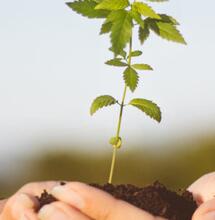 World’s Oldest Cannabis Seed Bank Honours 73 year French activist with own variety