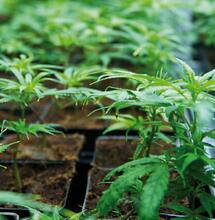 WeSmoke wordt CannaWijzer