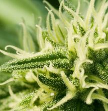 Volba svítidel pro indoor pěstování