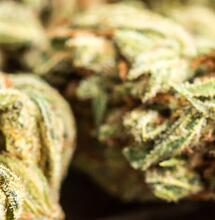 La historia cañamera de Argentina: de alpargata legal a flor prohibida