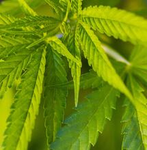 En depósitos policiales “se roban drogas todos los días”