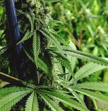 Dutch Passion medical cannabis projects announced in Australia, Colombia and Canada