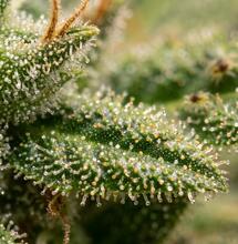 El ataque controlado de la araña roja puede disparar el THC y los terpenos
