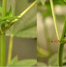 LA EXPRESIÓN SEXUAL EN LA MARIHUANA