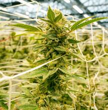 Cómo eliminar y prevenir ácaros en el cultivo de cannabis