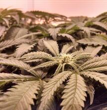 Energía eléctrica de marihuana legal no es verde