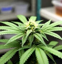 El potencial terapéutico del cannabis medicinal: un mapa de evidencia actual