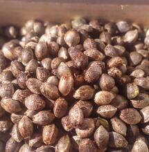 Cannabissamen zu Hause züchten: Der Praxis-Guide für die Samenernte