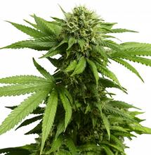 ¿Por qué los carbohidratos son importantes en el cultivo de marihuana?