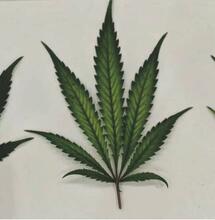 Las hojas de marihuana más gravemente afectadas por la deficiencia de magnesio comenzaron a desarrollar regiones necróticas intervenales, y la gravedad aumentó desde la base de los folíolos hasta las puntas. Foto: Llewellyn D, Golem S, Jones AMP, Zheng Y. Foliar Symptomology, Nutrient Content, Yield, and Secondary Metabolite Variability of Cannabis Grown Hydroponically with Different Single-Element Nutrient Deficiencies. Plants (Basel). 2023 Jan 17;12(3):422. doi: 10.3390/plants12030422