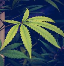 Carencias de potasio en la marihuana