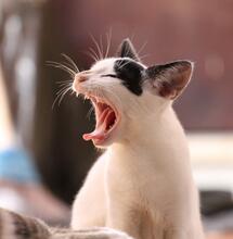 Auć! Tak, jesteś uczulony na trawkę! Oraz 9 innych ciekawostek na temat zioła