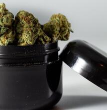 CBD elimina bacterias resistentes: hallazgo argentino