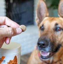 El CBD es muy efectivos para síntomas en mascotas. 
