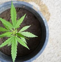 Powrót do podstaw - czego potrzebują roślin