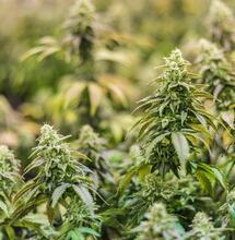 Cannabis light: stop arresti a vista, servono prove scientifiche