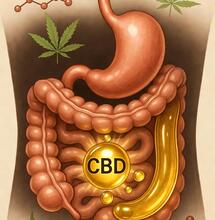 : Ilustración científica mostrando cómo el CBD se une a grasas saludables (aguacate, nueces) para formar quilomicrones, que sortean el hígado a través del sistema linfático, aumentando la absorción oral