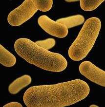 CBD: la solución para que los antibióticos funcionen contra las superbacterias