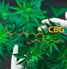 CBG: fondamentale nella formazione di THC e CBD