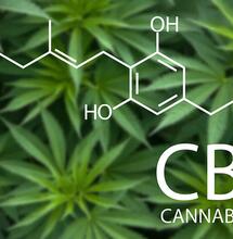 CBG Il cannabinoide madre