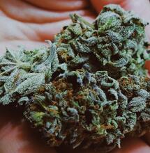 Historia del CBN, el cannabinoide para dormir.