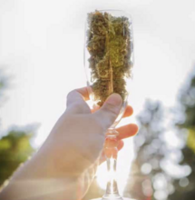 5 Feste della cannabis da celebrare oltre al 420