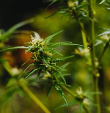 Celkem 25 tun marihuany zabavili v červenci v Kalifornii a Itálii 