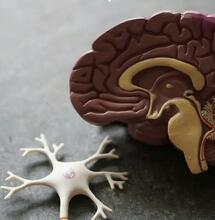 Il cervello si rigenera dopo aver smesso di fumare cannabis?