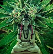 Marihuana: ¿Regalo de los dioses o planta prohibida?