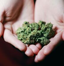 Regulación del cannabis en Chile: principales puntos del proyecto de ley.