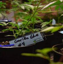 Chile pierde podio en uso de marihuana