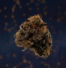 Los terpenos del cannabis: clave para efectos medicinales