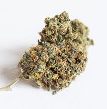 hindu kush cannabis strain
