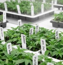 Wie oft können Klone reproduziert werden?