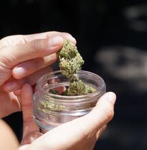 Casi 300 clubes de cannabis en Chile