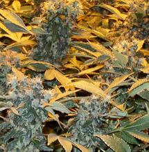 Gipfeltreffen der Glaskunst-Giganten