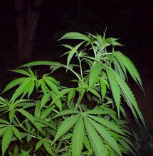 Todo lo que necesitas saber de fertilización de la marihuana