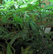 Dióxido de carbono para cultivo de cannabis casero