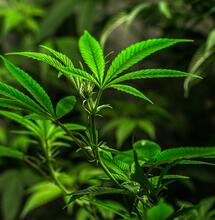 ¿Cómo aditivar cobre al cannabis? Usos y deficiencias.