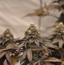 Capacidad de intercambio catiónico en el suelo de marihuana