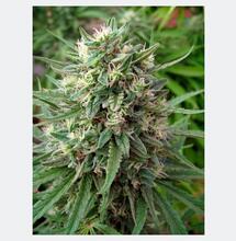 Bokashi para marihuana: qué es y cómo prepararlo paso a paso