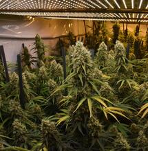 Guía oficial de cultivo de marihuana en interior 2026 (1): preparar el espacio