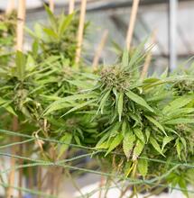 Enmallar las ramas genera mejores rendimientos. Consigue una cola de zorro de cannabis.