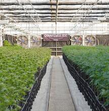 Critical di CBD puro di Dinafem Seeds