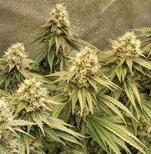 Dealing With Cold Temperatures This Winter and How to Keep Your Grow Rooms Warm